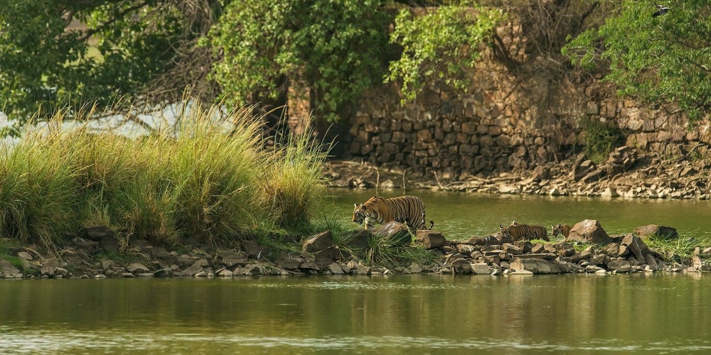 Jaipur and Ranthambore Tour Package