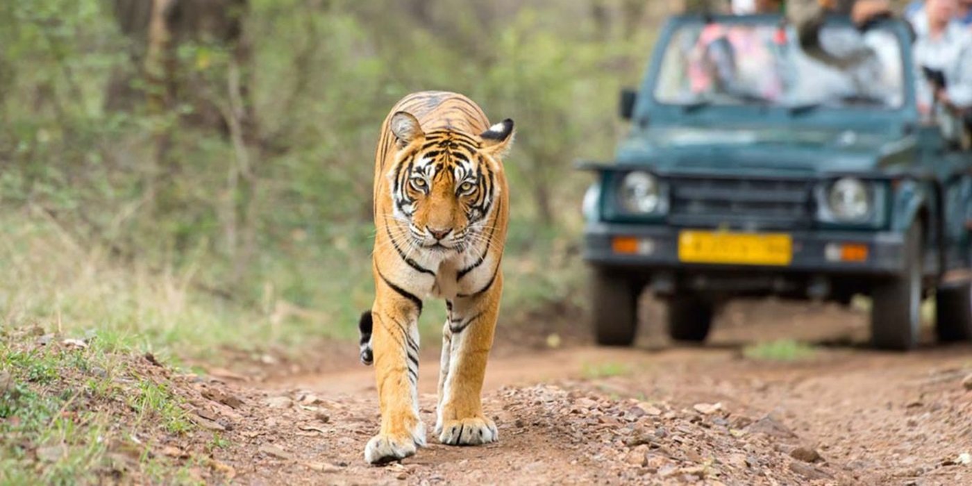 Delhi Mathura Agra Ranthambore Jaipur Tour Package